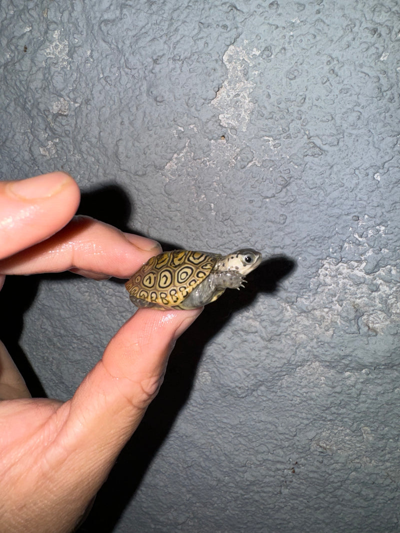 Hi White Concentric Diamondback Terrapin 2024