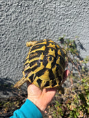 Eastern Hermann's Tortoise Adult Female