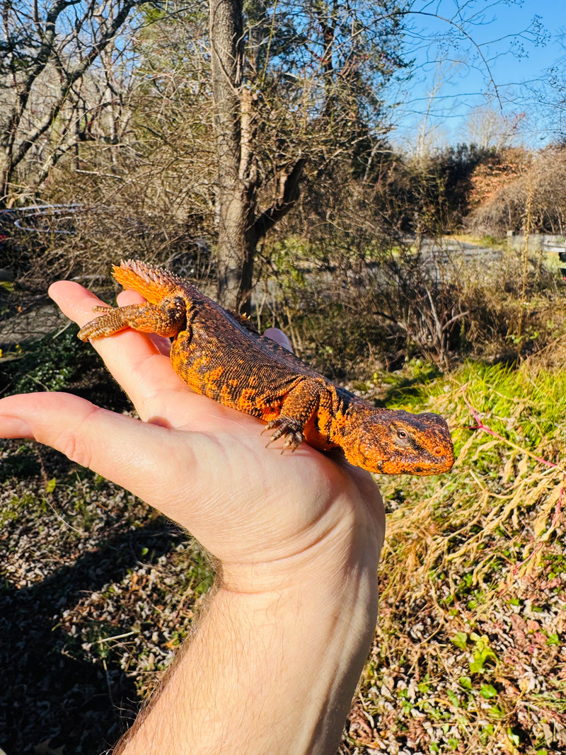 Super Red Niger Uromastyx Adult Pair