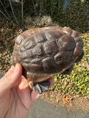 Roti island Snake Neck Turtle Adult