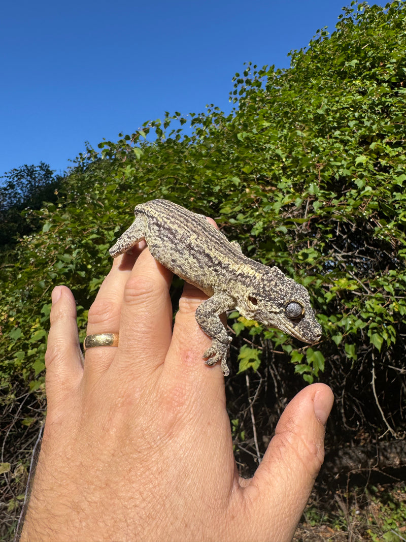 Gargoyle Gecko Adult Male
