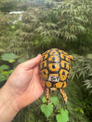 Libyan Greek Tortoise Adult Male