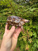 Homes Hinge-back Tortoise Female