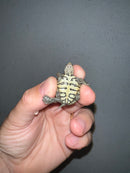 Concentric Diamondback Terrapin 2023 (Malaclemys terrapin)