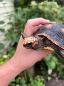 Colombian Clownface Redfoot Tortoise 2021