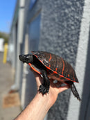 Super Red Northern Red Bellied Turtle Adult Female