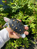 Ornate Diamondback Terrapin Female