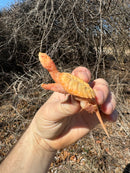 Baby Albino Common Snapping Turtle Female