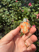 Flame Pastel Clown Northern Red Bellied Turtle