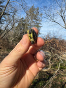 Pastel Reeves Turtle Baby 2025