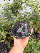 Adult Mississippi Diamondback Terrapin Female
