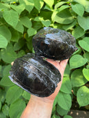 Black Marsh Turtle Adult Pair