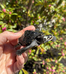 Hi White Concentric Diamondback Terrapin 2025