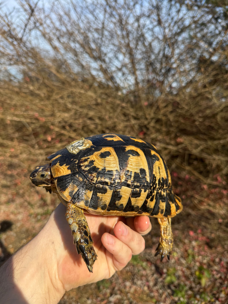 Libyan Greek Tortoise Adult Male