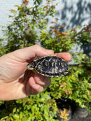 HI YELLOW Florida Box Turtle