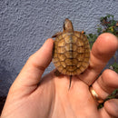 Vietnamese Three-striped Box Turtle
