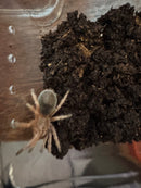 Red Chilean Rose Hair Tarantula (2 inch)  (Grammostola rosea)