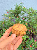 Hypomelanistic Cherryhead Red Foot Tortoise Baby 2026