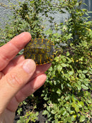 Florida Red Bellied Turtle X Peacock Slider