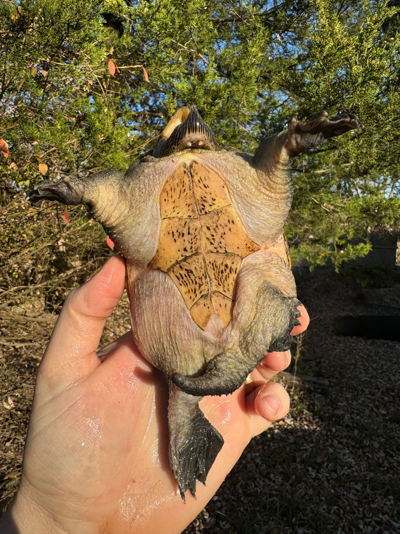 Vampire Musk Turtle Adult Pair