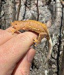 Frappucino Crested Gecko Juvenile