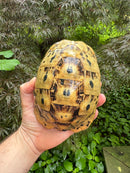 Libyan Greek Tortoise Adult Female