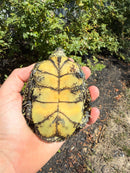 Sicilian Pond Turtle Adult Pair