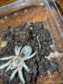 Chilean Rose Hair Tarantula (2 inch)  (Grammostola rosea)