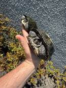 European Pond Turtle Adult Pair