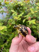Spider Tortoise Baby