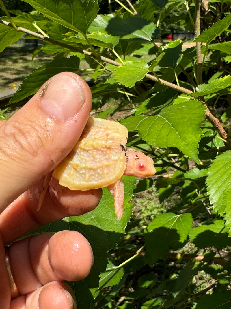 Paradox Albino Common Snapping Turtle