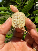 Paradox Albino Common Snapping Turtle