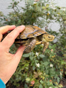 Spanish Pond Turtle Adult Pair