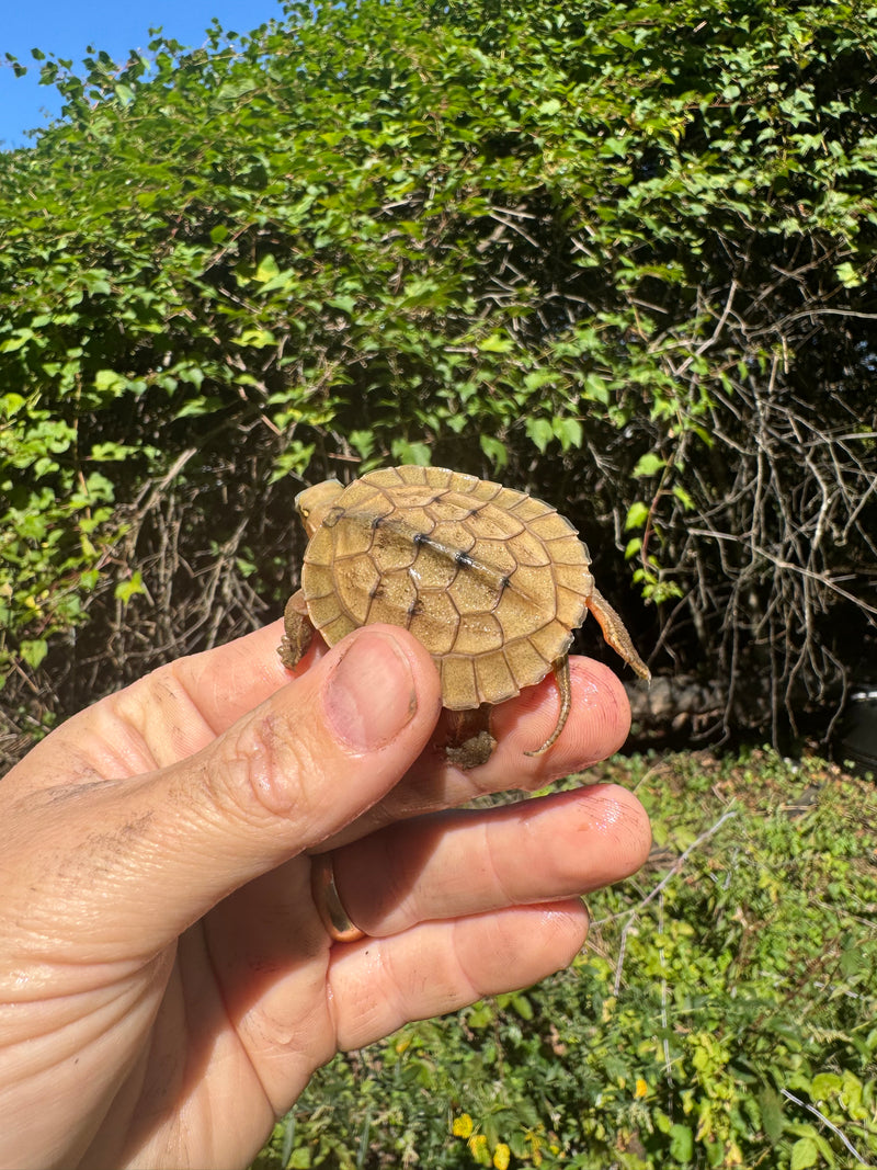 Golden Coin Box Turtle 2025