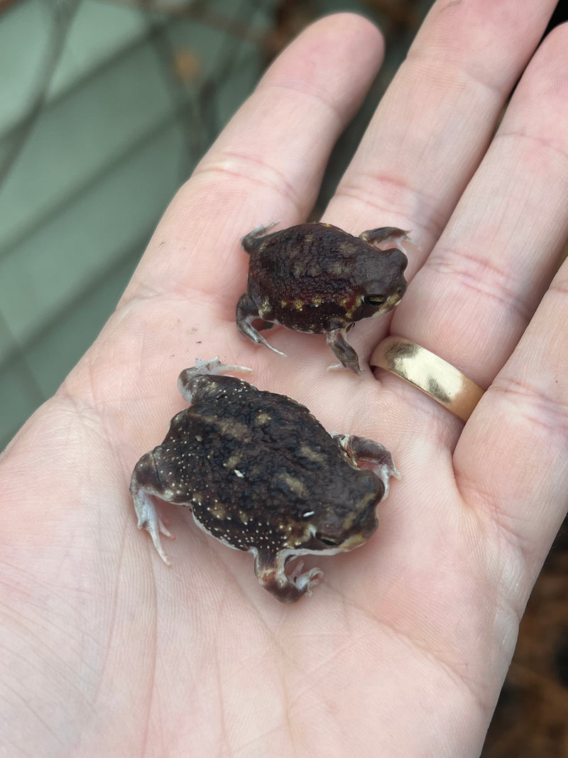 Mozambique Rain Frogs (Breviceps adspersus)