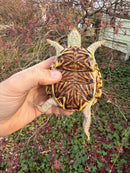 Desert Box Turtle Adult Female CB