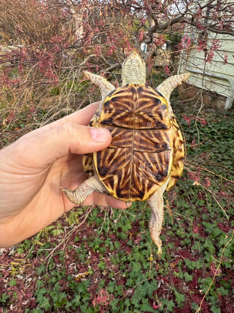 Desert Box Turtle Adult Female CB
