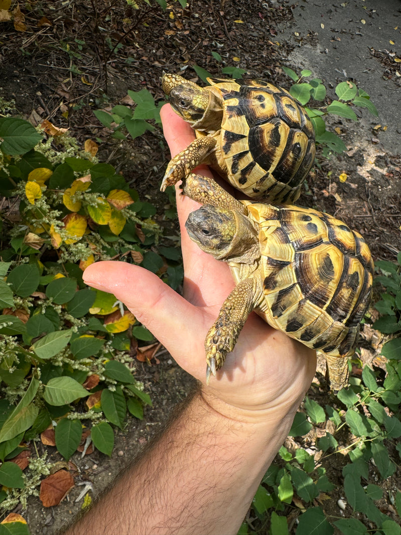 Eastern Hermann's Tortoise Pair