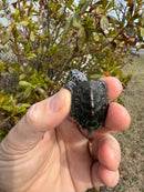 Hi White Concentric Diamondback Terrapin 2025