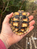 Pancake Tortoise Adult Female