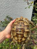 Mesopotamian Greek Tortoise Adult Female