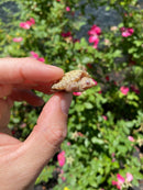 Albino Florida Snapping Turtle 2026