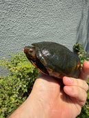 Red Cheeked Mud Turtle Adult Trio