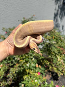 Banana Ball Python Mixed Morph Male