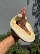 Banana Ball Python Mixed Morph Male