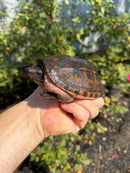 Mexican Giant Musk Adult Female