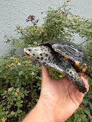 Adult Mississippi Diamondback Terrapin Female