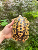 Libyan Greek Tortoise Adult Female