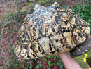 South African Giant Leopard Tortoise Adult Female