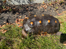 Barbados Red Foot Tortoise Adult Male